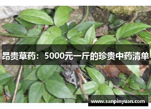 昂贵草药：5000元一斤的珍贵中药清单